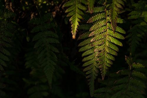 Madera blad van Varen