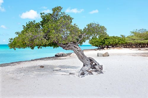 Divi divi boom op Aruba in de Caribbische Zee