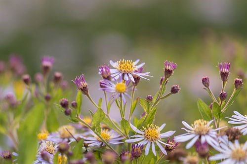 Lilac and yellow autumn splendour