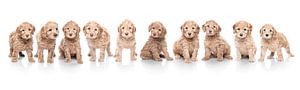 Portée de chiots labradoodle