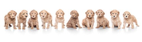Litter of labradoodle puppies