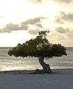 Divi Divi boom, Eagle beach Aruba van Talitha Blok thumbnail