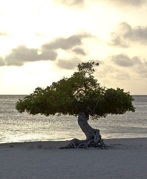 Divi Divi boom, Eagle beach Aruba van Talitha Blok