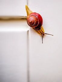 De afdaling by Harry Bouman