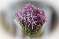 Purple Allium in bloom