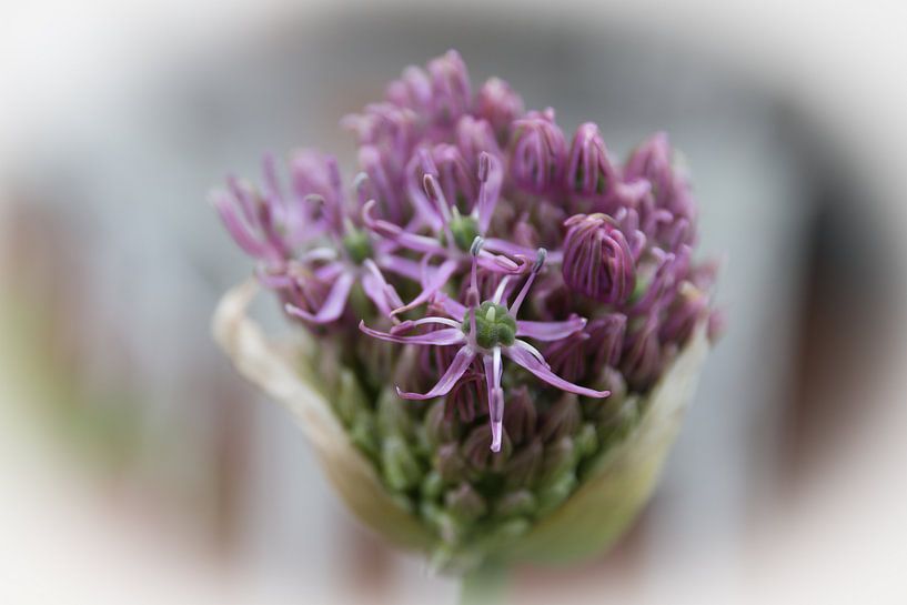 Allium in de knop van Mariette Alders