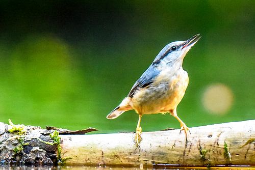 Nuthatch on branch