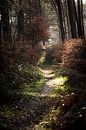 Het mysterie van het bos in de winter van Rene  den Engelsman thumbnail