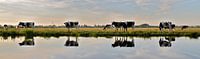 cow reflection