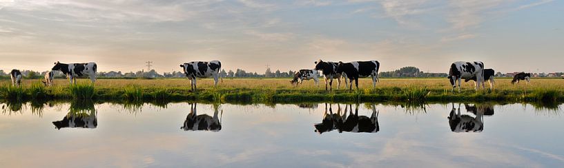cow reflection by M K