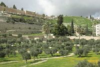 Tempelberg, Jeruzalem Israël, oude muren, groen gras, olijfbomen