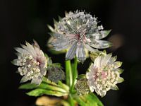 Foto Zeeuws Knoopje  (Astrantia)