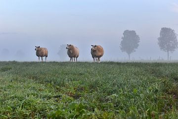 Schafe im Nebel von Shutterbalance