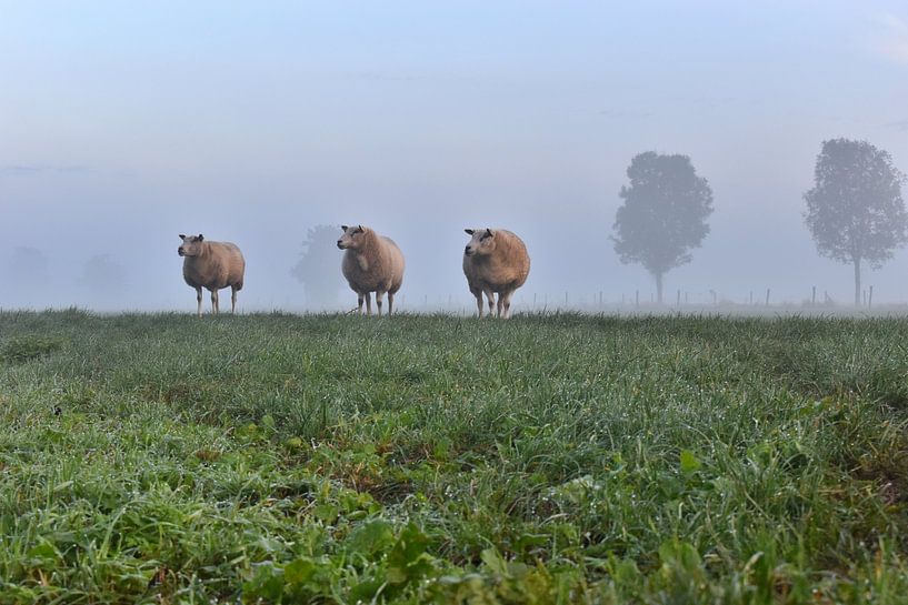 Schapen in de mist van Shutterbalance