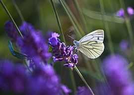 Klein geaderd witje op Lavendel by Ina Hölzel