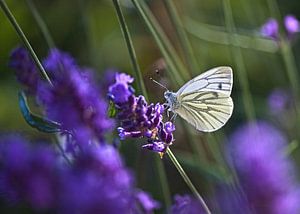 Klein geaderd witje op Lavendel van Ina Hölzel