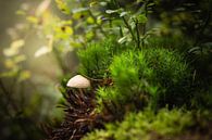 Kleine paddenstoel van Mariette Kranenburg thumbnail