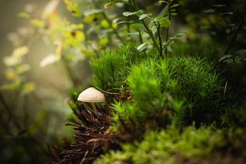 Kleine paddenstoel van Mariette Kranenburg