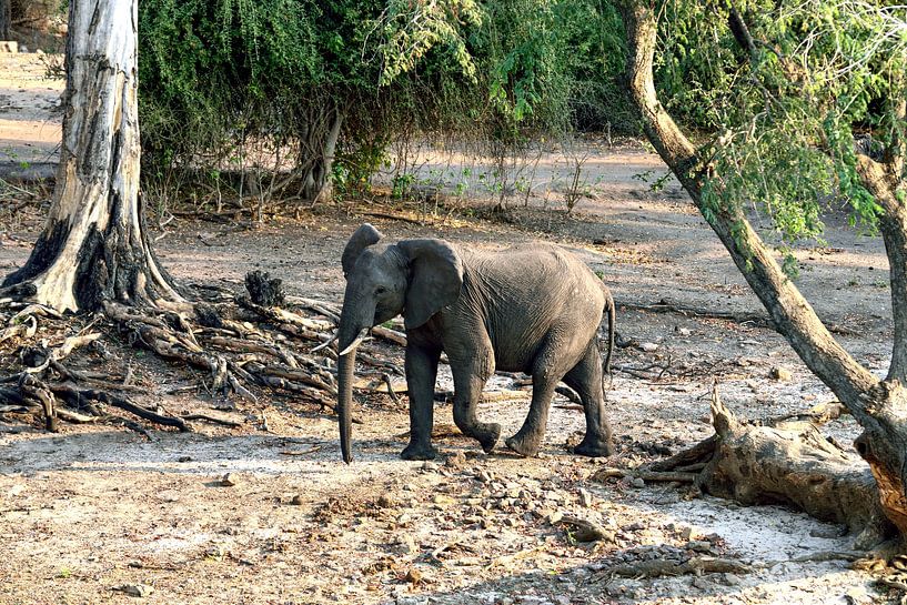 Jonge olifant langs de Chobe rivier van Merijn Loch