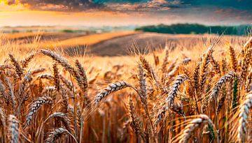 Champ de blé avec paysage sur Mustafa Kurnaz