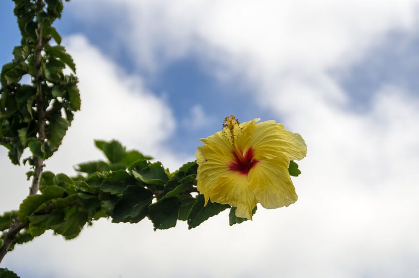 Hawaiiaanse gele hibiscus van Andrea Ooms