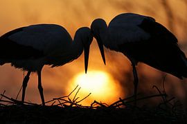 Storks cuddling
