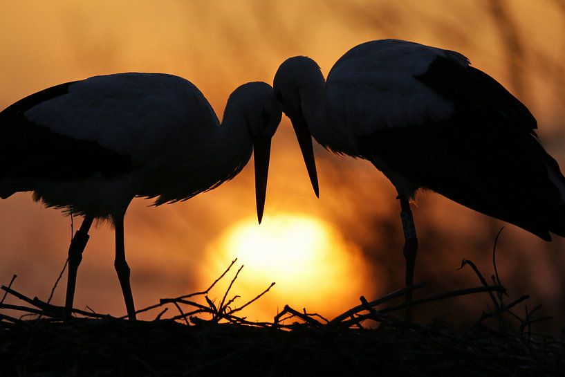 Ooievaarsknuffelen van Thomas Herzog