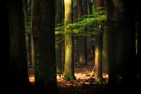 dream forest