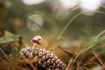 De natuur improviseert van Omri Raviv