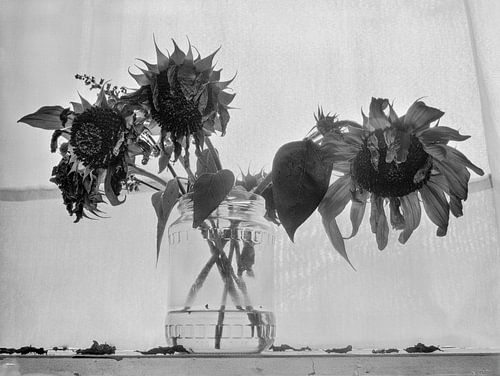 Verwelkte Blumen auf der Fensterbank