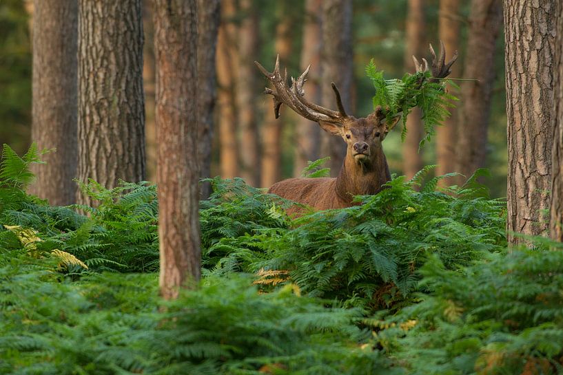 Bronstig Edelhert in boslandschap met varens van Jeroen Stel