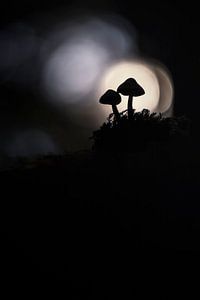 Mysterious mushrooms van Bob Daalder