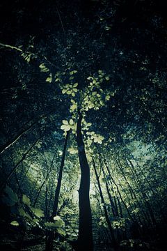 canopy by Dorit Fuhg