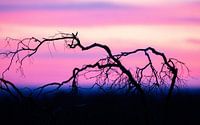 Nach Sonnenuntergang auf der Hoge Veluwe.