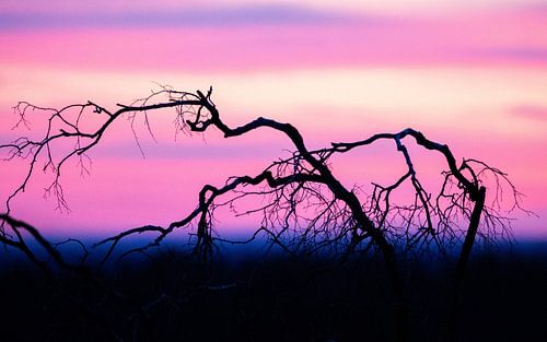 Après le coucher du soleil sur le Hoge Veluwe.