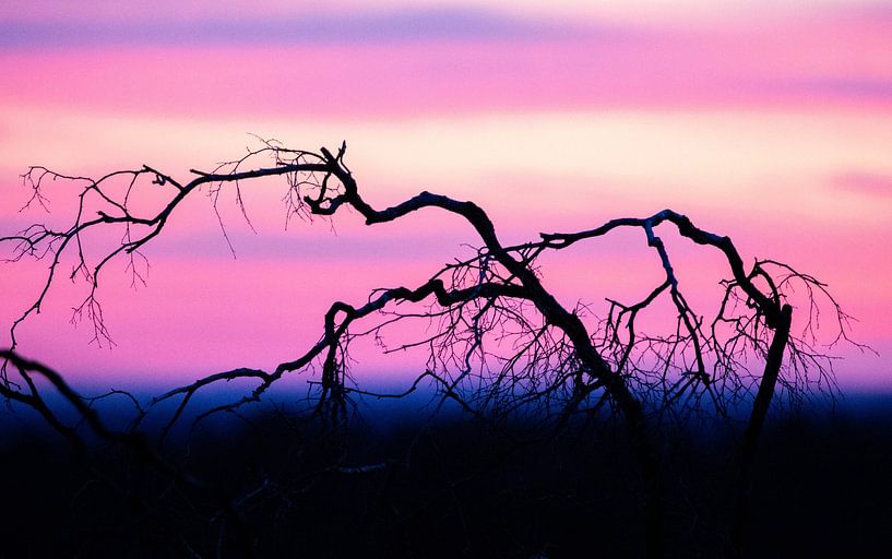 After sunset on the Hoge Veluwe. by Leo Kortenbout