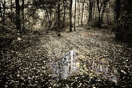 Wet forest path by Jan van der Knaap