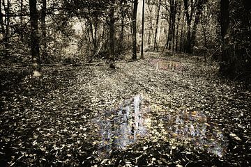 Sentier forestier humide