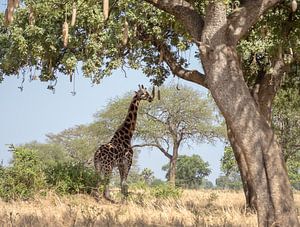 Giraffe bij een boom van Karin vd Waal