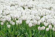 Weisse Tulip von Sjoerd van der Wal Fotografie Miniaturansicht