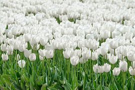 White Tulips by Sjoerd van der Wal Photography