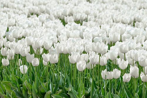 Witte tulpen