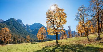 maple trees in autumnal karwendel mountain landscape, austria by SusaZoom