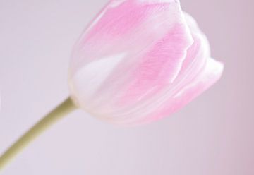 Roze tulp van Manon Sloetjes