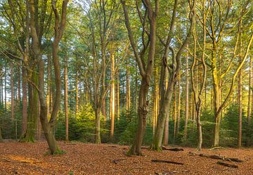 Speulder and Spielder forest (Netherlands) by Marcel Kerdijk