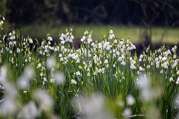 Een weide met bloeiende witte Zomerklokjes van Imladris Images