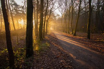 Sonnenstrahlen durch die Bäume im Nebel von Marco Leeggangers