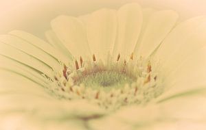 Blumen Herz Gerbera, Traum Atmosphäre