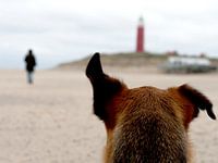 Tegenwind op Texel