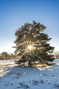 Grove den in de winter tijdens de zonsopkomst